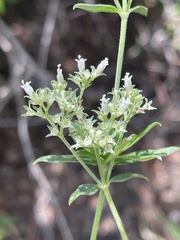 Agathisanthemum bojeri