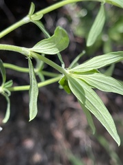 Agathisanthemum bojeri