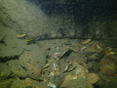 Platycephalus westraliae