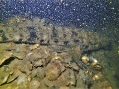 Platycephalus westraliae