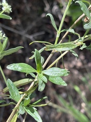 Agathisanthemum bojeri