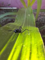 Evania appendigaster