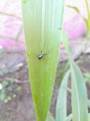 Evania appendigaster
