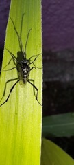 Evania appendigaster