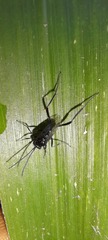 Evania appendigaster