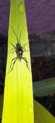 Evania appendigaster