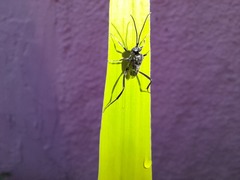 Evania appendigaster