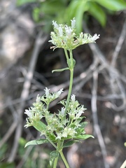 Agathisanthemum bojeri