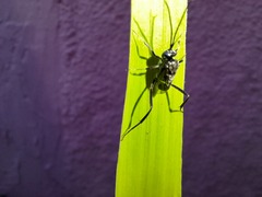 Evania appendigaster