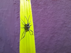Evania appendigaster