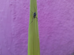 Evania appendigaster
