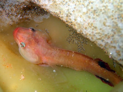 Apletodon dentatus