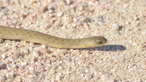 Tropical Forest Snake