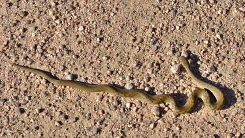 Tropical Forest Snake