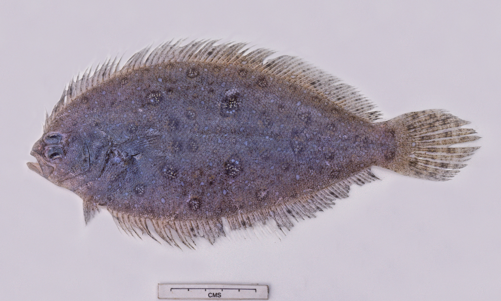 Deepwater Flounder