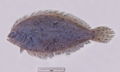 Pseudorhombus tenuirastrum