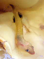 Apletodon dentatus