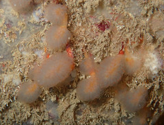 Aplidium punctum
