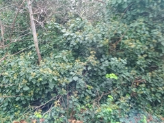 Hedera helix