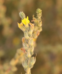 Aspalathus ericifolia