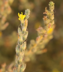 Aspalathus ericifolia