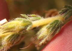 Aspalathus ericifolia