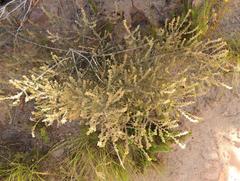 Aspalathus ericifolia