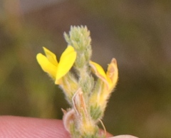 Aspalathus ericifolia