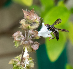 Coelioxoides waltheriae