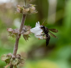 Coelioxoides waltheriae