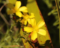 Linum thesioides