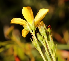 Linum thesioides
