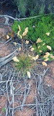 Tribolium hispidum