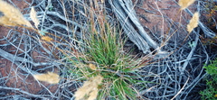 Tribolium hispidum
