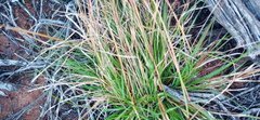 Tribolium hispidum