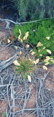 Tribolium hispidum