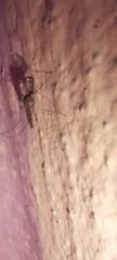 Culicidae