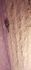 Culicidae