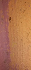 Culicidae
