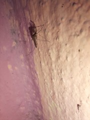 Culicidae
