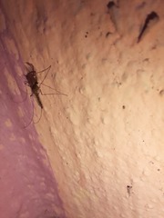 Culicidae