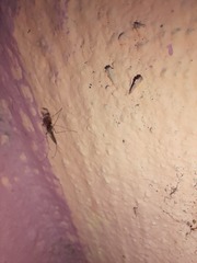 Culicidae