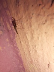 Culicidae