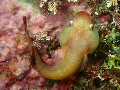 Apletodon dentatus