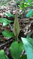 Arum besserianum