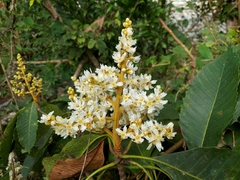 Eriobotrya bengalensis