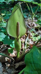 Arum besserianum