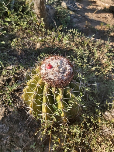 Melocactus curvispinus