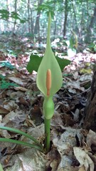 Arum besserianum