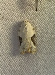 Acleris subnivana